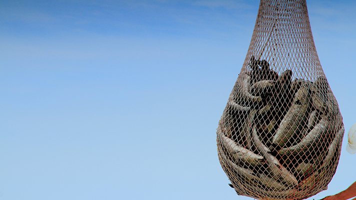 Fish in a net.