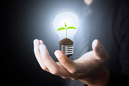 sprout growing inside lightbulb