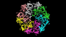 AI model of a protein